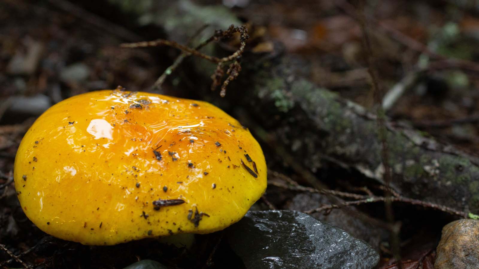 Shiny Shroom (Somewhere in Maine)